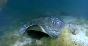 Image result for Bathytoshia brevicaudata