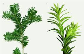 Attēlu rezultāti vaicājumam “Taxus baccata”