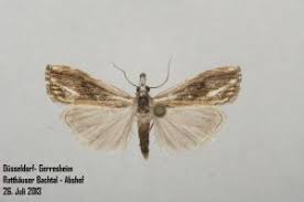 Attēlu rezultāti vaicājumam “Catoptria verellus”