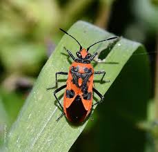 Attēlu rezultāti vaicājumam “Corizus hyoscyami imago”