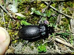 Attēlu rezultāti vaicājumam “Carabus glabratus”