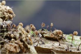 Attēlu rezultāti vaicājumam “Cribraria languescens”