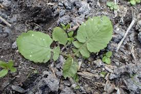 Attēlu rezultāti vaicājumam “Rorippa amphibia leaf”