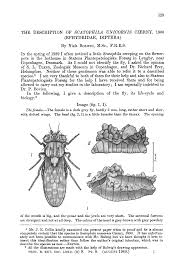 Attēlu rezultāti vaicājumam “Platyptilia gonodactyla imago”