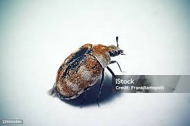 Attēlu rezultāti vaicājumam “Anthrenus verbasci”