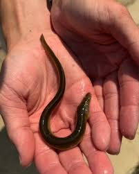 Image result for Anguilla rostrata