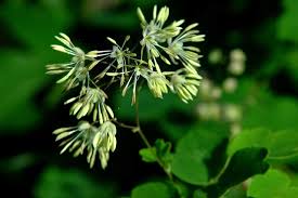 Attēlu rezultāti vaicājumam “Thalictrum minus leaf”