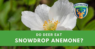 Attēlu rezultāti vaicājumam “Anemone sylvestris fruit”