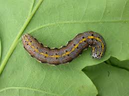 Attēlu rezultāti vaicājumam “Orthosia miniosa larva”