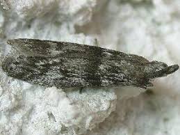 Attēlu rezultāti vaicājumam “Zophodia grossulariella”