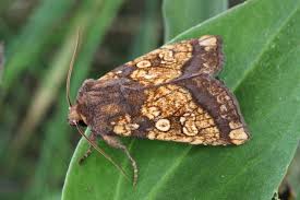 Attēlu rezultāti vaicājumam “Gortyna flavago”