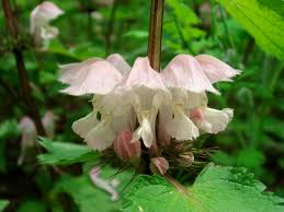 Attēlu rezultāti vaicājumam “Lamium album flower”