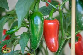 Afbeeldingsresultaat voor biker billy jalapeno hot pepper