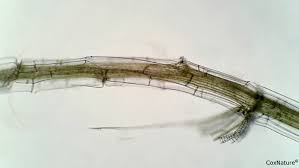 Attēlu rezultāti vaicājumam “Sphagnum contortum”