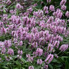 Attēlu rezultāti vaicājumam “Stachys officinalis leaf”