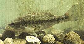 Image result for Micropterus