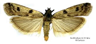 Attēlu rezultāti vaicājumam “Phycitodes binaevella”