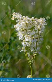 Attēlu rezultāti vaicājumam “Filipendula vulgaris leaf”