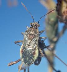 Attēlu rezultāti vaicājumam “Rhopalus maculatus”