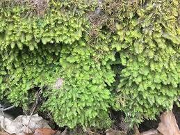 Attēlu rezultāti vaicājumam “Fissidens arnoldii”