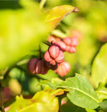 Attēlu rezultāti vaicājumam “Euonymus europaeus bud”