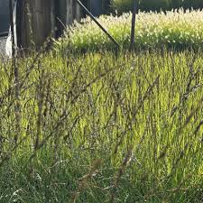 Attēlu rezultāti vaicājumam “Molinia caerulea fruit”