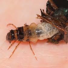 Attēlu rezultāti vaicājumam “Limnephilus larva”