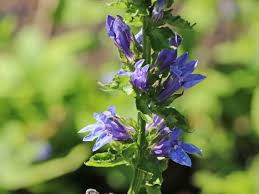 Image result for Lobelien