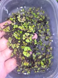 Attēlu rezultāti vaicājumam “Ricciocarpos natans”