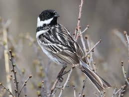 Image result for Emberiza pallasi