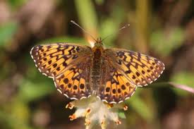Attēlu rezultāti vaicājumam “Boloria titania underside”