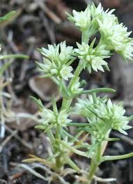 Attēlu rezultāti vaicājumam “Scleranthus annuus flower”