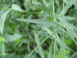 Attēlu rezultāti vaicājumam “Dipsacaceae”