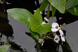 Attēlu rezultāti vaicājumam “Sagittaria sagittifolia”