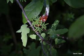 Attēlu rezultāti vaicājumam “Oligonema flavidum spores”