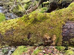 Attēlu rezultāti vaicājumam “Jamesoniella autumnalis sporophyte”