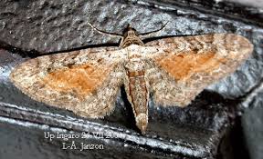 Attēlu rezultāti vaicājumam “Eupithecia icterata”