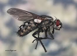 Attēlu rezultāti vaicājumam “Sarcophaga carnaria”