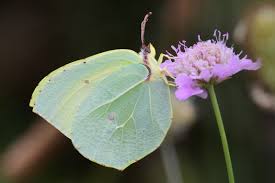 Attēlu rezultāti vaicājumam “Gonepteryx rhamni upperside”