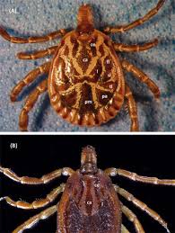Attēlu rezultāti vaicājumam “Ixodes male”