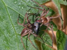 Attēlu rezultāti vaicājumam “Pisaura mirabilis male”