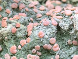 Attēlu rezultāti vaicājumam “Icmadophila ericetorum”