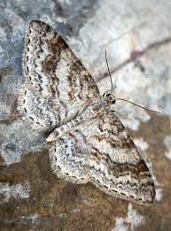 Attēlu rezultāti vaicājumam “Hydrelia sylvata”