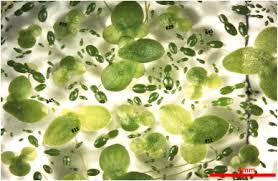 Attēlu rezultāti vaicājumam “Lemnaceae”