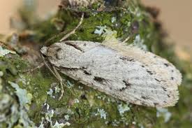 Attēlu rezultāti vaicājumam “Semioscopis avellanella”