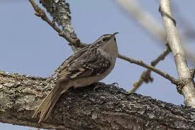 Image result for Emberiza rustica