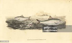 Image result for Alosa alosa