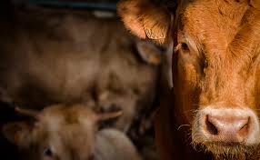 Image result for ganado bovino