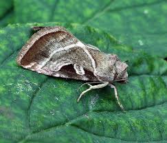 Attēlu rezultāti vaicājumam “Eucarta virgo”