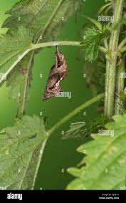 Attēlu rezultāti vaicājumam “Polygonia c-album larva”